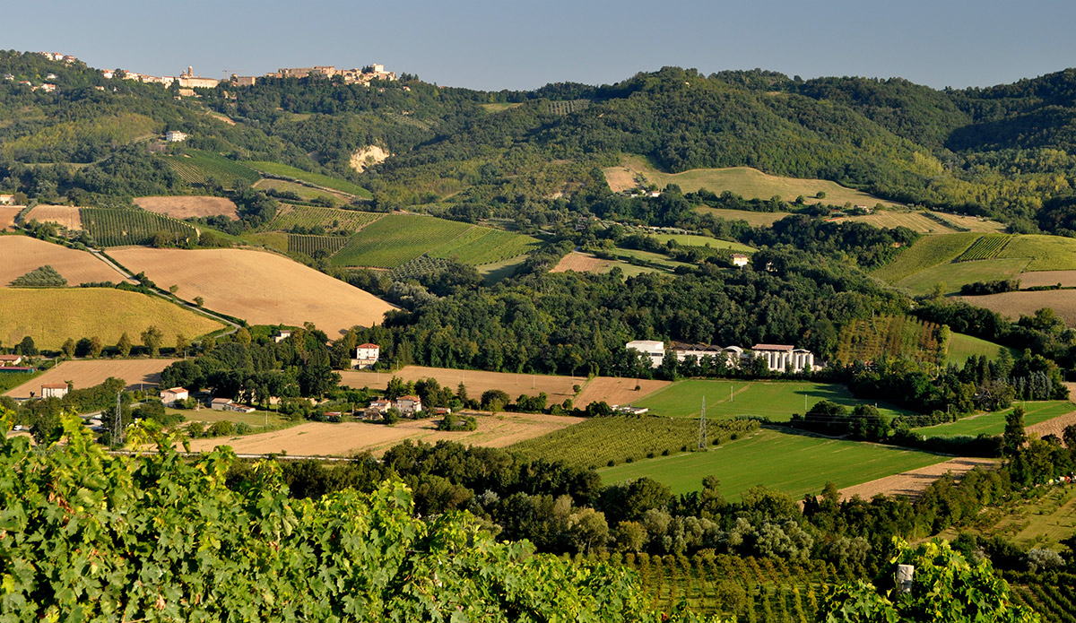 Vines and wheat on the same hillside