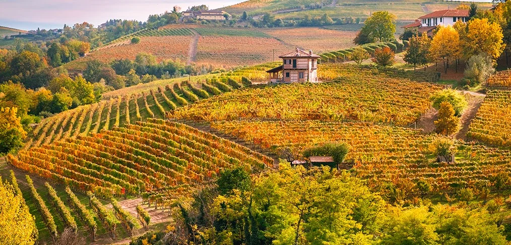 Vineyards above the Aso valley — Vitis vinifera