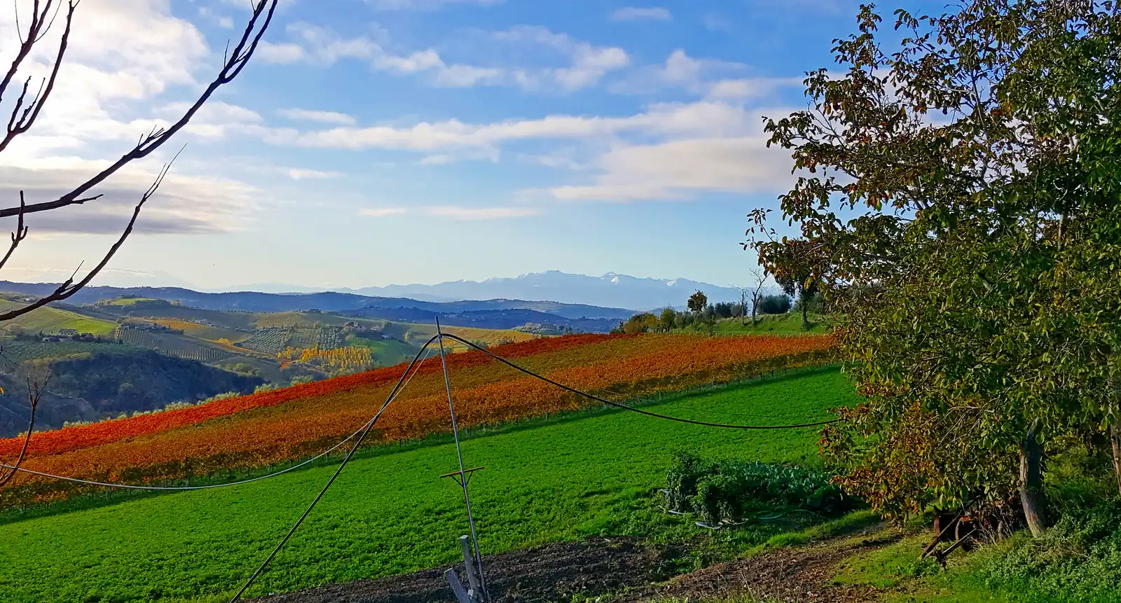 At the edge of a vineyard