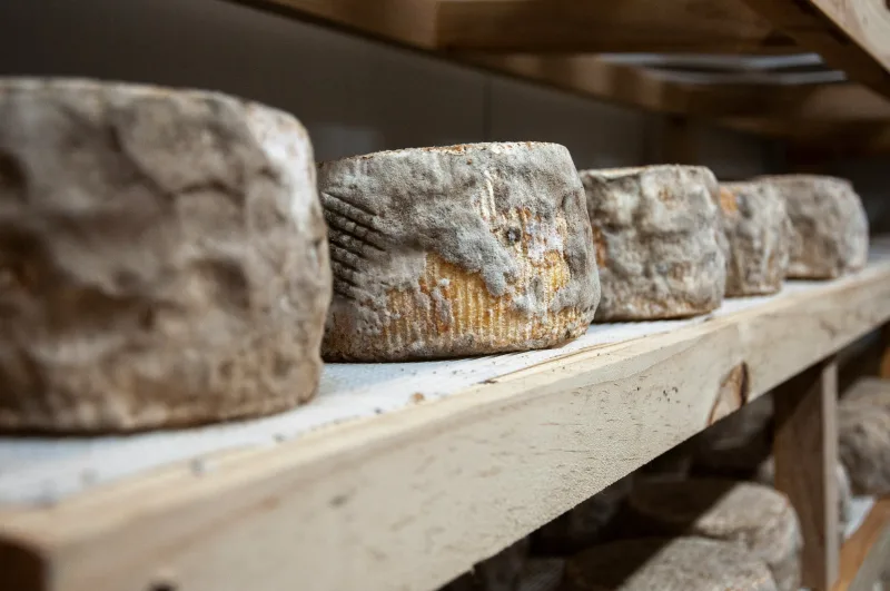 Pecorino aged in a cave, a job for real cheese-affineur!